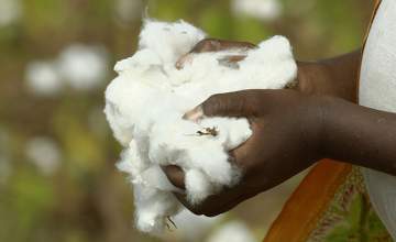 burst cottons bolls in cotton field maharashtra india md